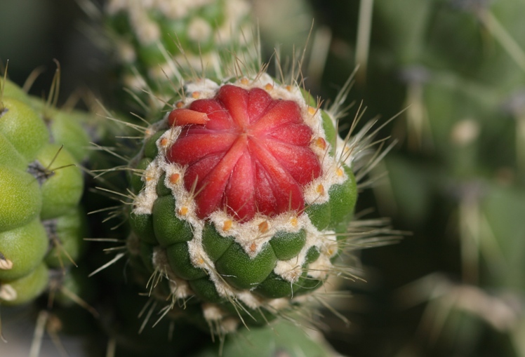 arizona 
garden